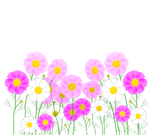 秋のコスモス畑のイラスト