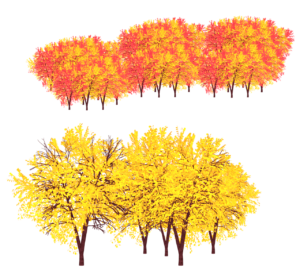 満開に色づく紅葉のイラスト