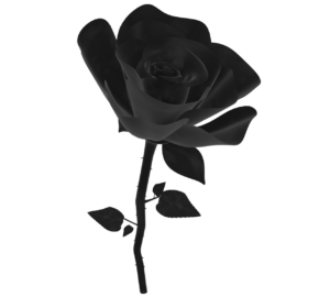 きれいな薔薇のシルエット
