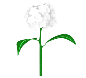 白色の紫陽花のイラスト