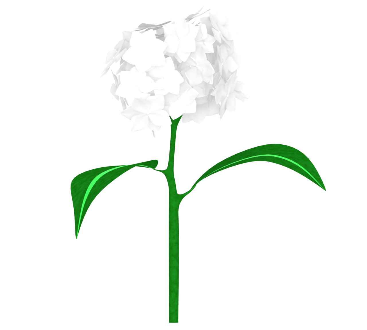 白色の紫陽花のイラスト