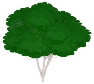 白樺の木のイラスト