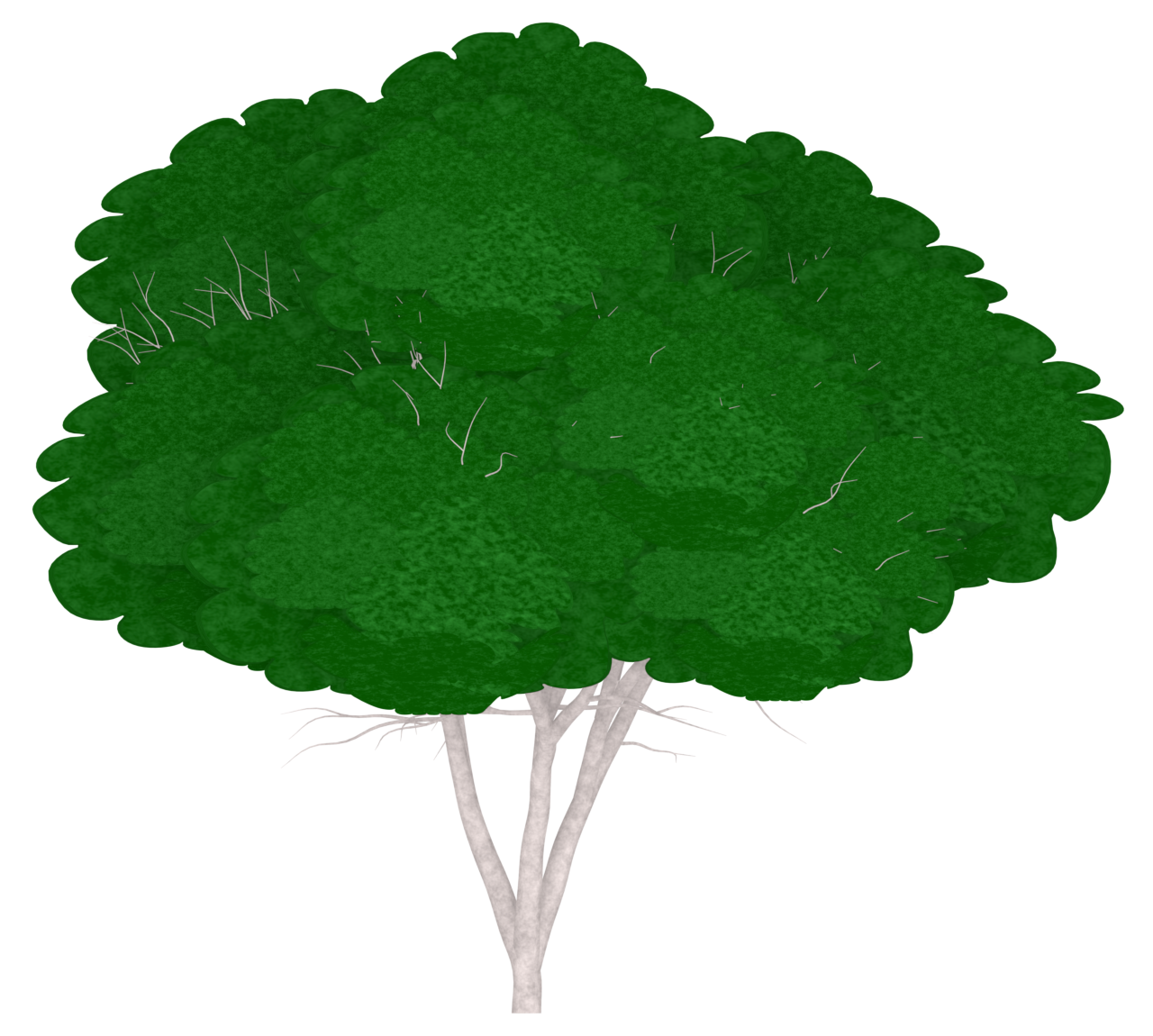 白樺の木のイラスト