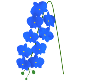 青色の胡蝶蘭のイラスト