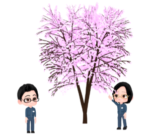 桜の開花を確認する桜守のイラスト