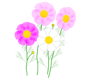 コスモス畑のイラスト