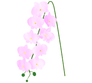 かわいい胡蝶蘭のイラスト