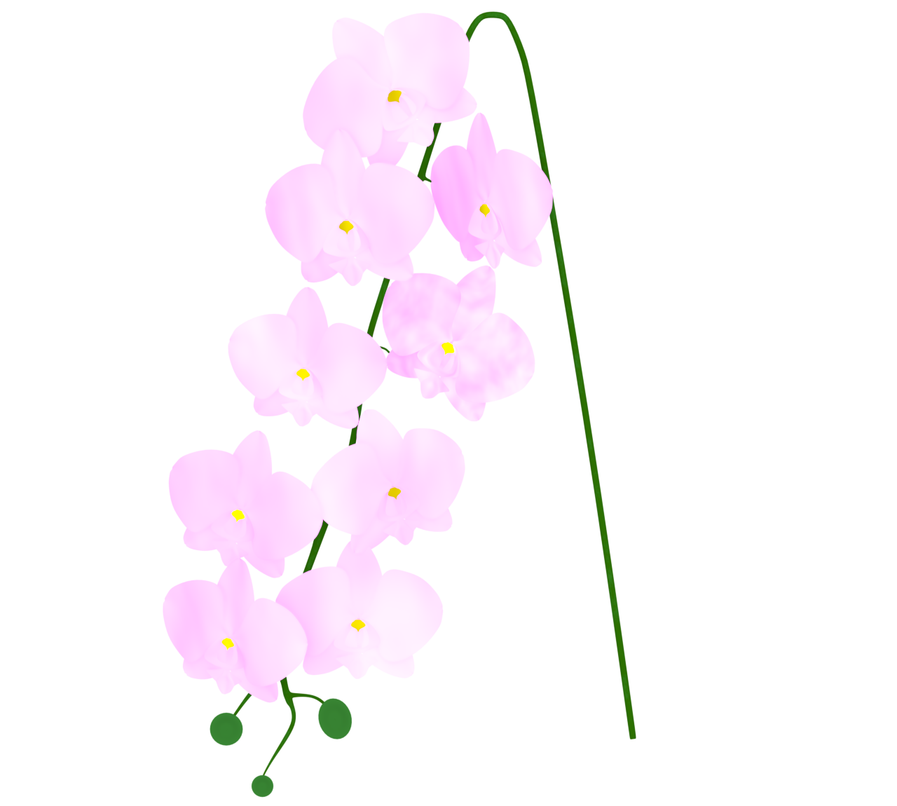 かわいい胡蝶蘭のイラスト