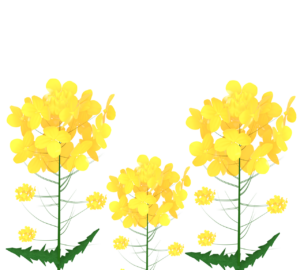 かわいい菜の花のイラスト