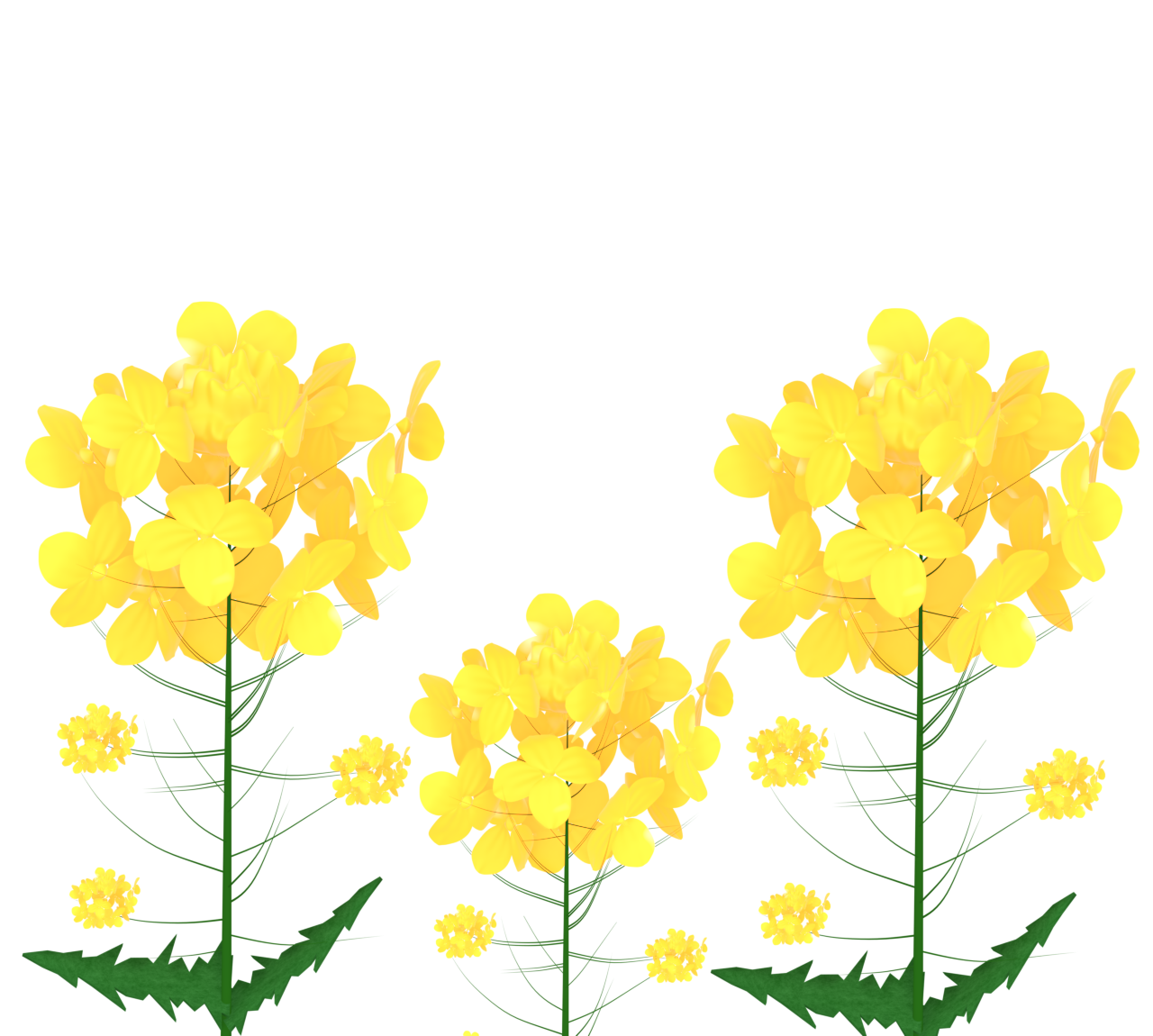 かわいい菜の花のイラスト