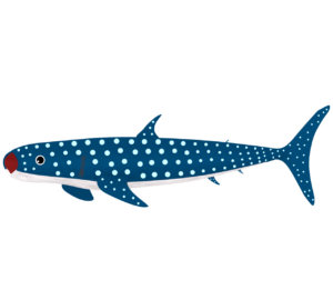 かわいいジンベイザメのイラスト