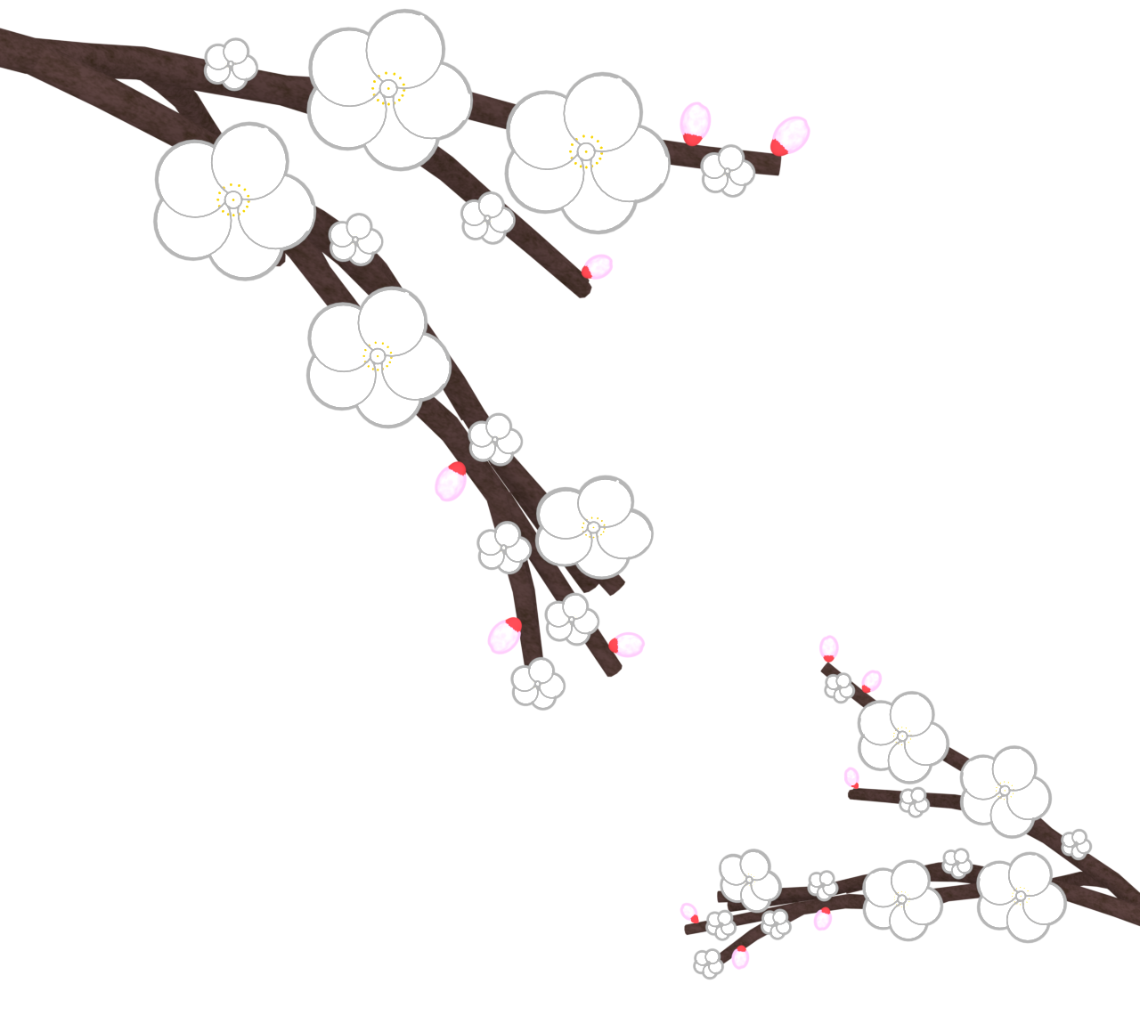 かわいい白梅の花のイラスト