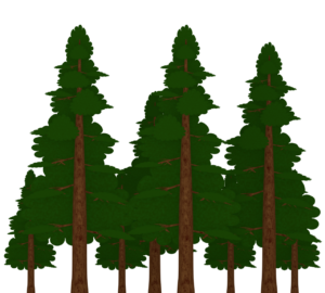 ヒノキの森のイラスト