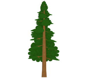 ヒノキの木のイラスト