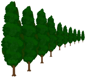 糸杉の並木道のイラスト