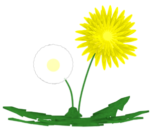 たんぽぽと綿毛のイラスト