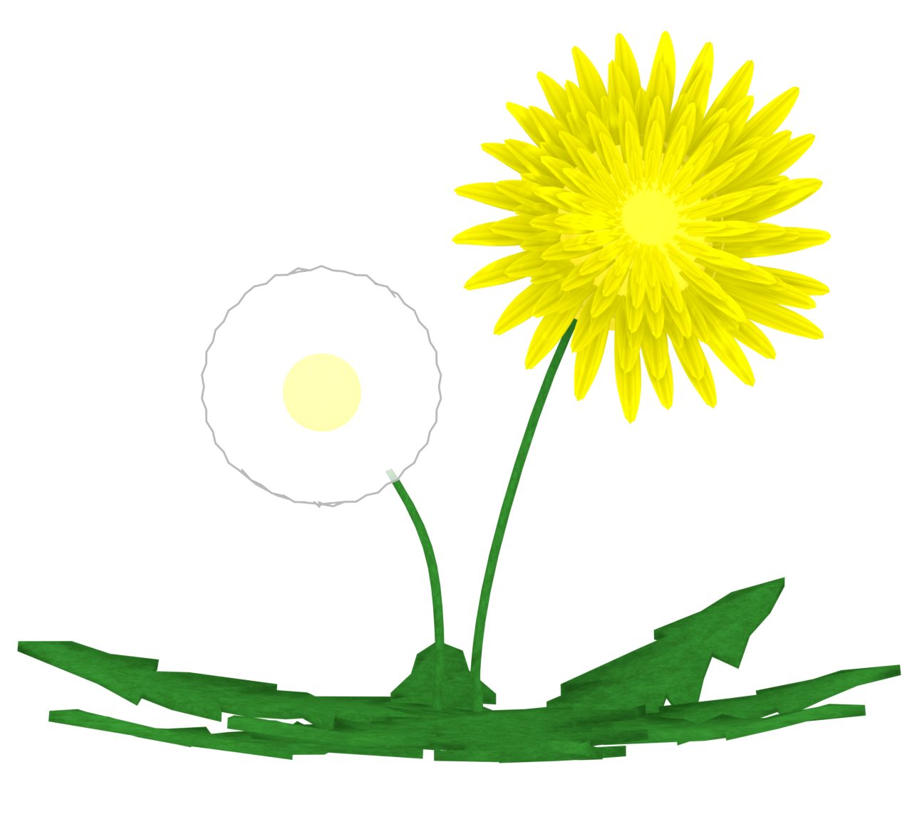 たんぽぽと綿毛のイラスト