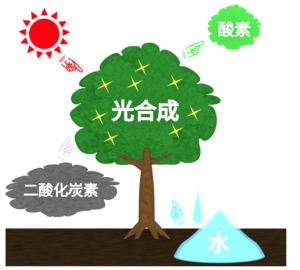 わかりやすい光合成のイラスト