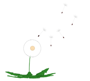 綿毛のたんぽぽと飛ぶ種のイラスト