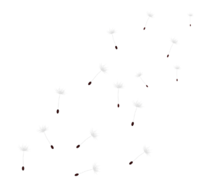 飛ぶたんぽぽの綿毛のイラスト