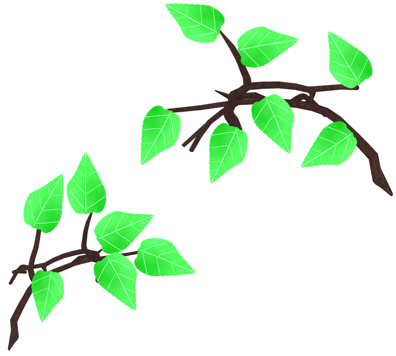 新緑の葉と枝のイラスト