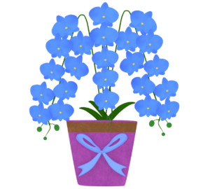 贈り物の胡蝶蘭のイラスト