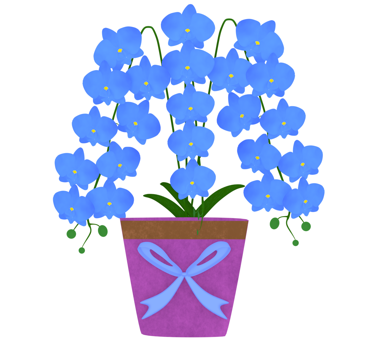 贈り物の胡蝶蘭のイラスト