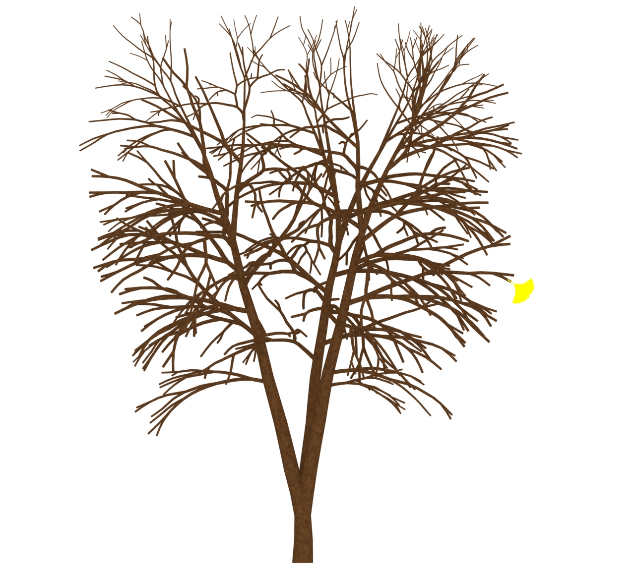 イチョウの枝に残る最後の葉っぱのイラスト