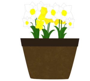 鉢で育てるスイセンのイラスト