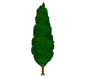 イトスギのイラスト