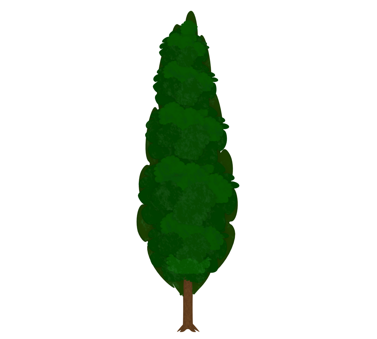 イトスギのイラスト