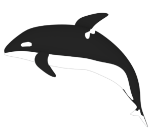 シャチのイラスト