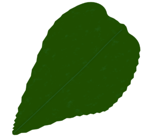 葉っぱのイラスト