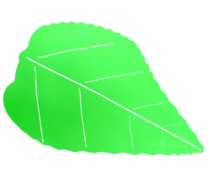 葉っぱの新緑のイラスト