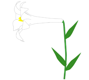 ユリのイラスト