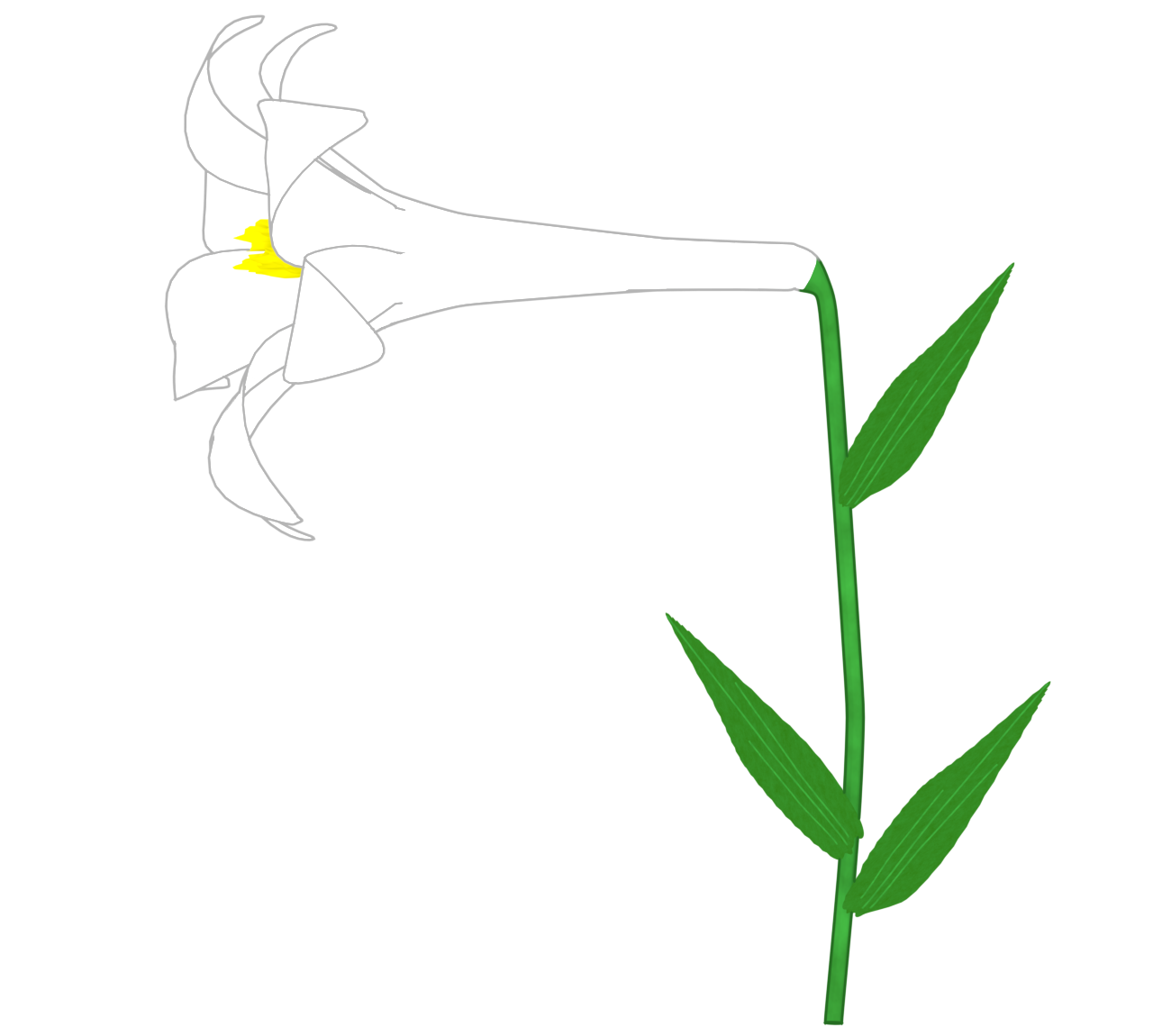 ユリのイラスト