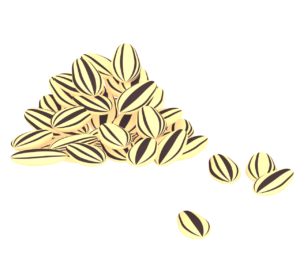 たくさんのヒマワリの種のイラスト