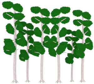 たくさんの白樺の木のイラスト