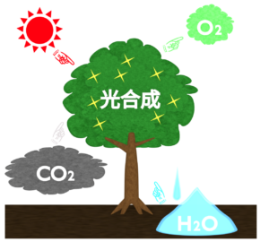 光合成のしくみのイラスト