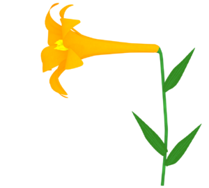 オレンジ色の百合の花のイラスト