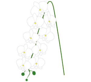 胡蝶蘭のイラスト