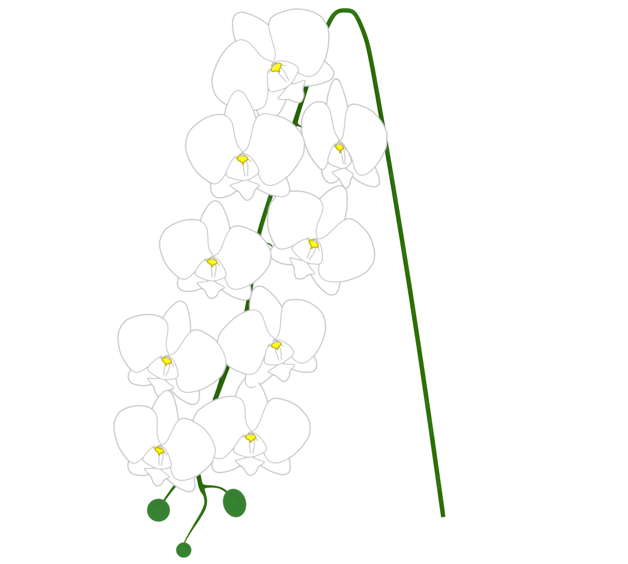 胡蝶蘭のイラスト