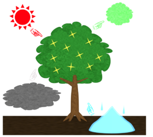光合成のイラスト