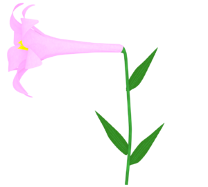 ピンク色のユリのイラスト