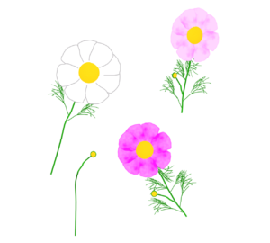 ピンクと白のコスモスのパーツイラスト