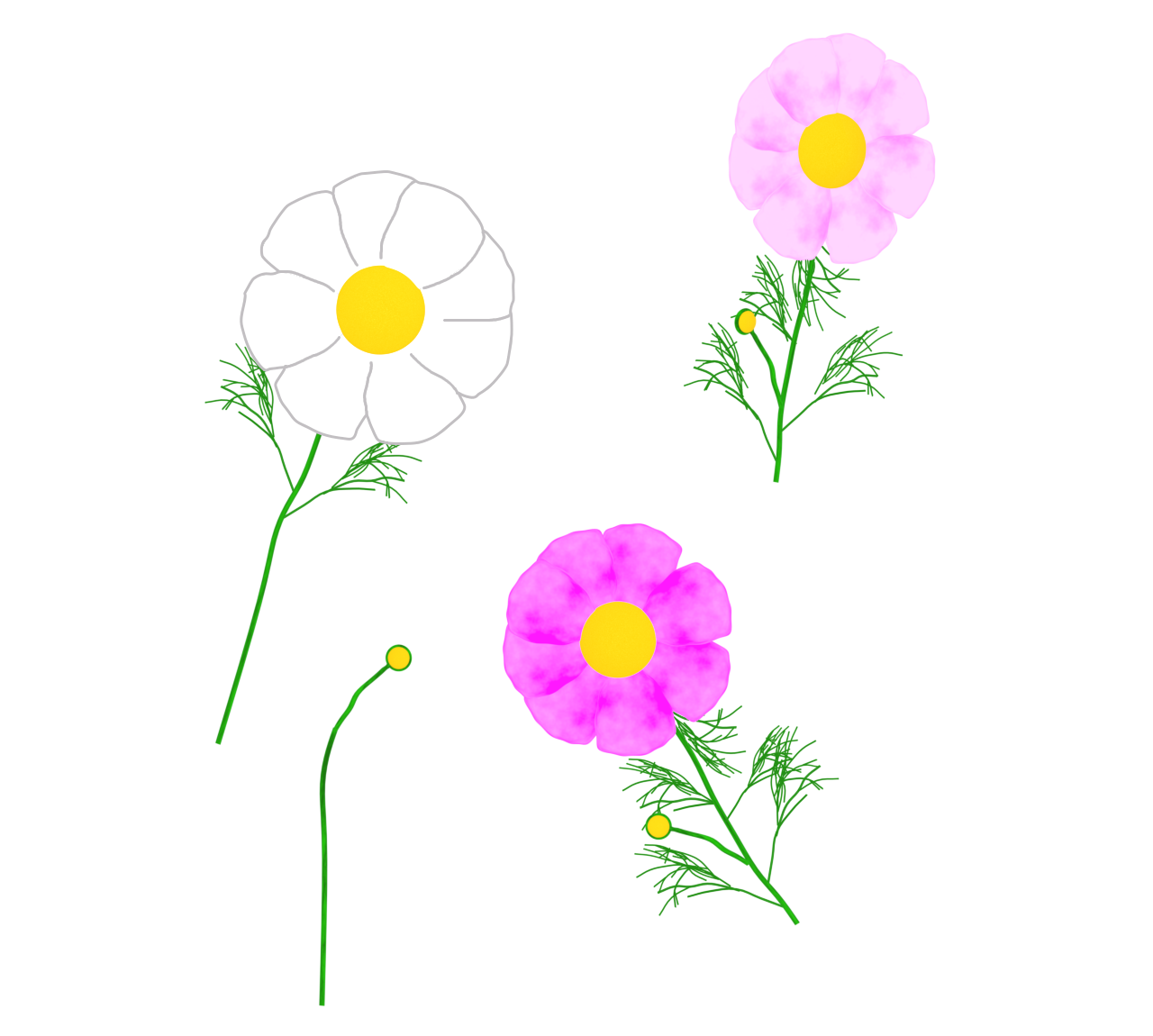 ピンクと白のコスモスのパーツイラスト