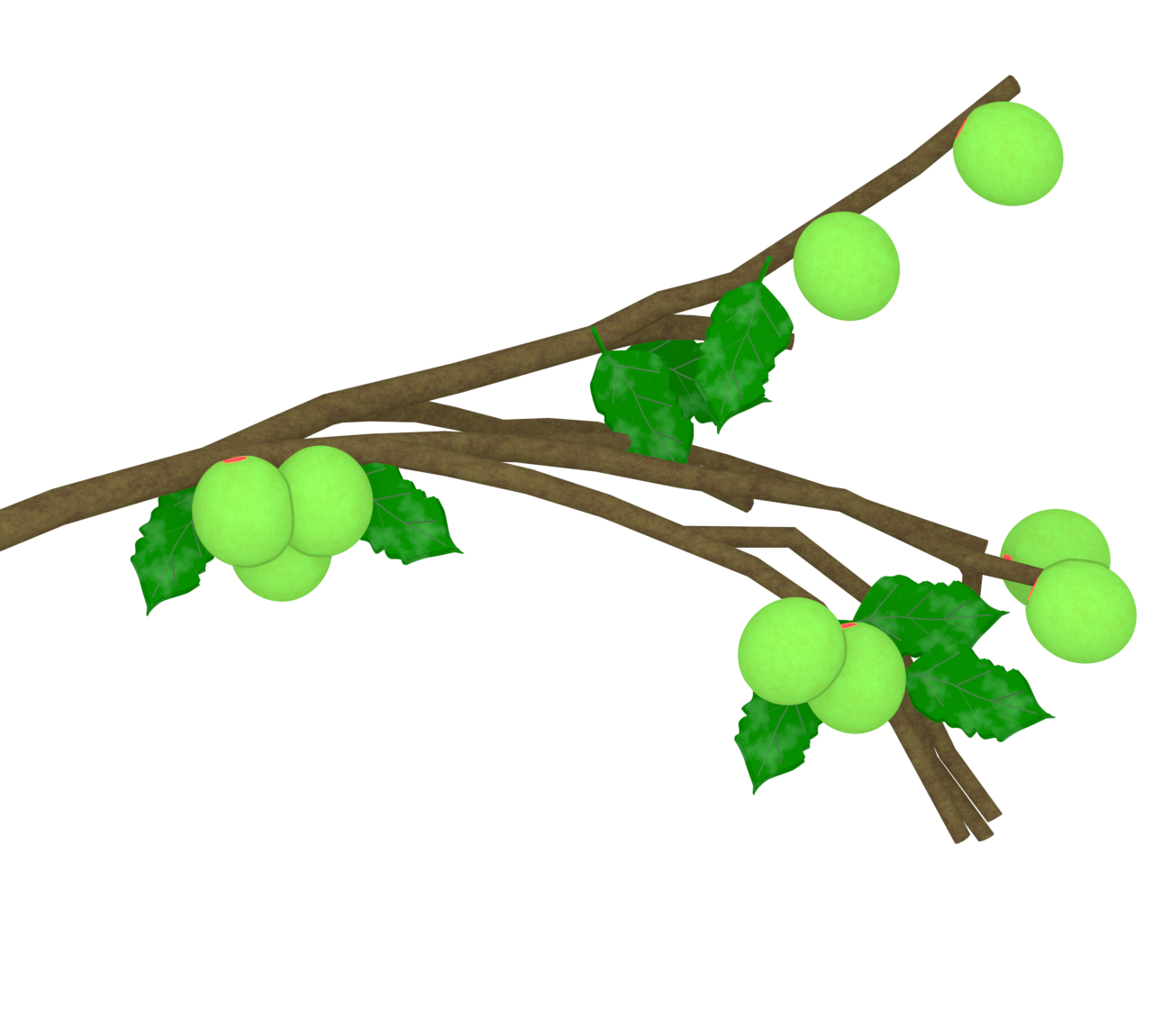 梅の木に実る青梅のイラスト 2 梅の木に実る青梅のイラスト
