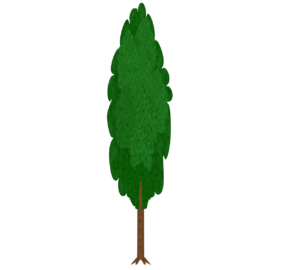ポプラの木のイラスト