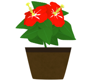 鉢植えのハイビスカスのイラスト