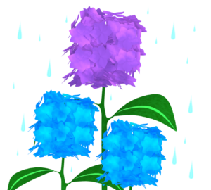 雨が降る紫陽花のイラスト